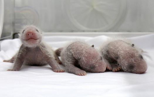 Newborn giant panda triplets, which were born to giant panda Juxiao (not pictured), are seen inside an incubator at the Chimelong Safari Park in Guangzhou, Guangdong province August 9, 2014. 