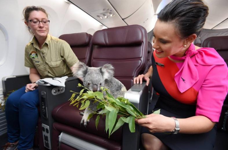 A Qantas stewardess brings lunch for one of the four koalas that will be coming to the Singapore Zoo.