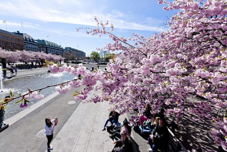 Done with Japan? These are the prettiest sakura spots outside Asia