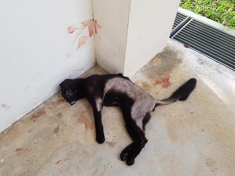 Dead cat found at void deck, abuse suspected