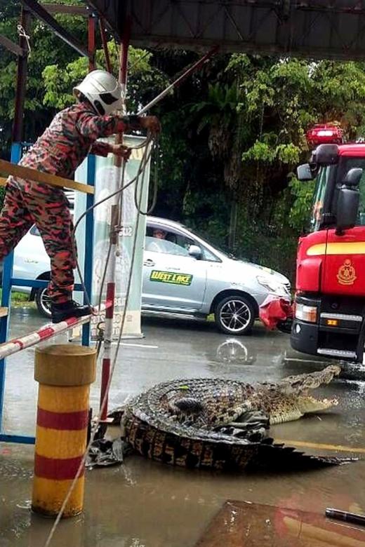 One-tonne croc gets all tyre-d up