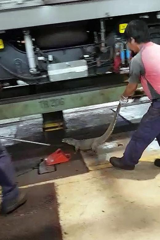 Monitor lizard found in MRT train depot