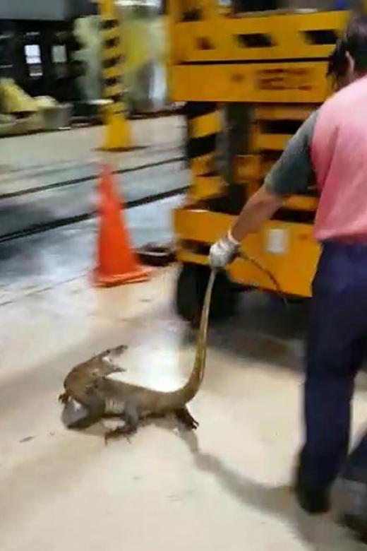 S M Ong: Waiter, there’s a big lizard under my train