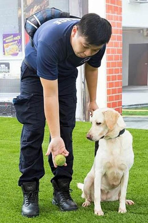 HDB flat owners can adopt retired sniffer dogs under pilot scheme