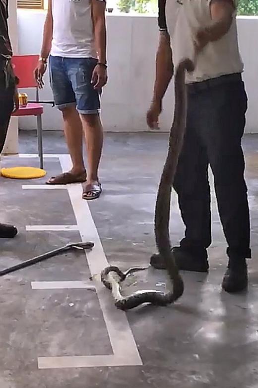 Outrage over video of pest control company staff throwing snake