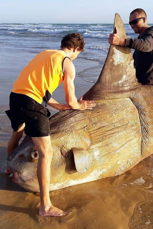 Image result for enormous fish in australia