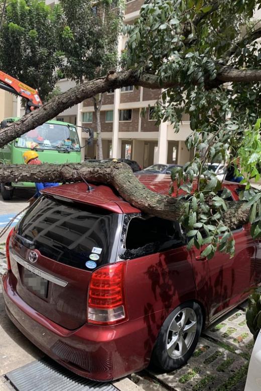 More cars damaged from tree falling on top of them