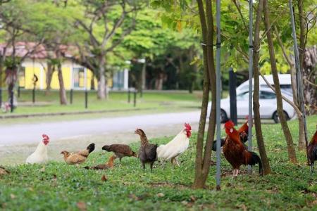 Complaints of chickens in neighbourhoods on the rise