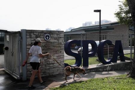 Spike in dog abuse cases in 2023, with 9 involving trainers