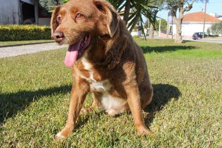 Did Bobi the world’s oldest dog live to 31-years-old? Guinness World Records is investigating