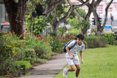 NParks to cull crow population in Bishan block following reports of attacks