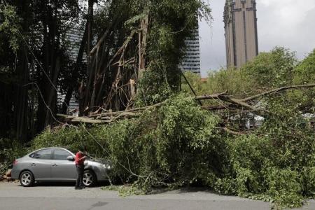 ‘It sounded like a building collapsing’: Fallen tree pins cars in Kampong Glam
