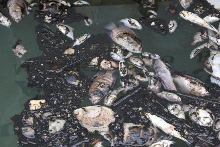 Dead fish surface off Raffles Marina after drop in water quality due to Tuas chemical facility fire