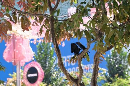 More nests, fledglings removed in Orchard Road after attacks by crows