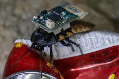 Cyborg cockroaches show how they help in rescue missions