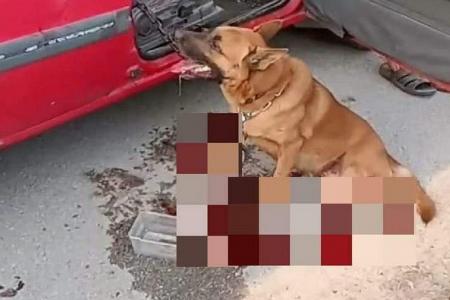 Crowd stops man who was dragging a bloodied dog behind his car in Malaysia