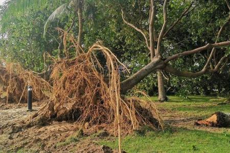 14 trees in Changi Beach Park uprooted after thunderstorm on April 16