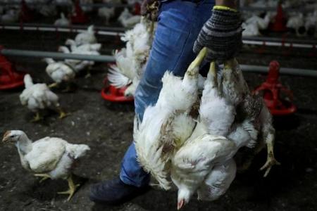 Malaysia has oversupply of chickens, surplus can be exported, says minister