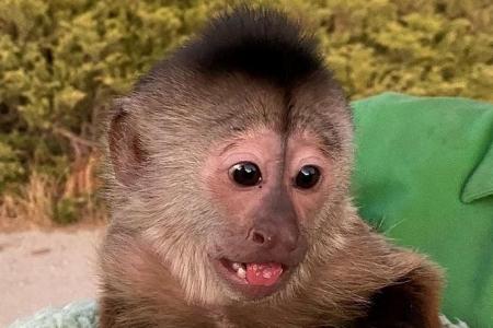 A primate suspect: US monkey dials 911