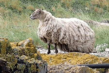 ‘Heart-rending’: Britain’s loneliest sheep stranded on cliff for two years
