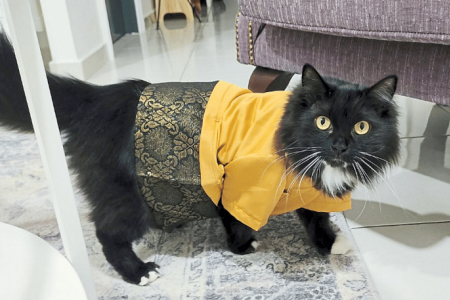Purr-fect baju melayu for cats during Hari Raya
