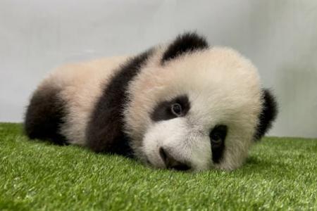 Le Le: Singapore-born panda cub's name revealed