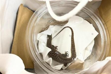 Outcry after live lizard mailed to Japanese zoo