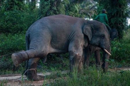 ‘Begging’ elephant tramples owner to death in Thailand