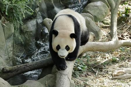 More time for Le Le fans to say goodbye, with S’pore-born panda’s flight to China pushed to January