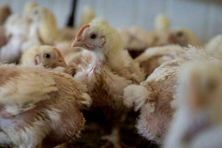 Man in China jailed for scaring 1,100 chickens to death 
