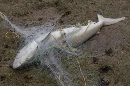 Abandoned fishing net on Pulau Semakau kills 14 endangered blacktip reef sharks