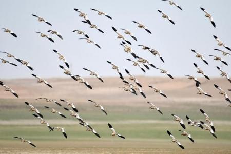 New initiative to protect migratory birds and habitats