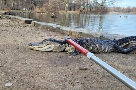 Alligator captured in New York park, possibly 'cold shocked'