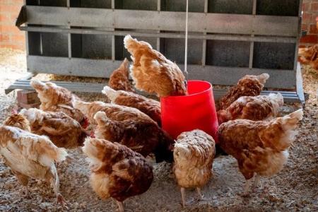 Cannabis replaces antibiotics as chicken farmers in Thailand's Lampang go organic