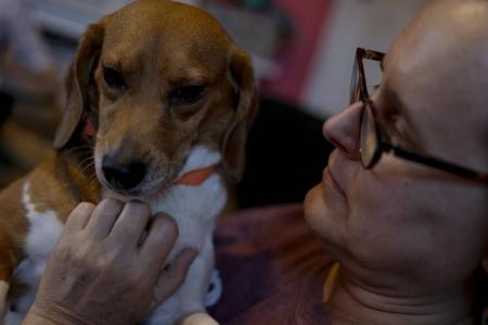 Over 4,000 beagles destined for drug experiments in US finding new homes