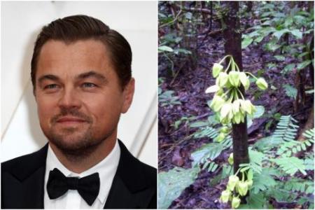 Leonardo 'Tree' Caprio: New species named after star