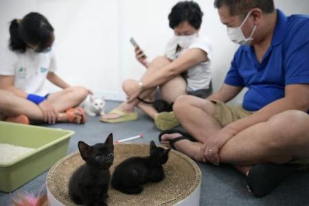 Public views sought on cat welfare as AVS, HDB mull over allowing cats in flats