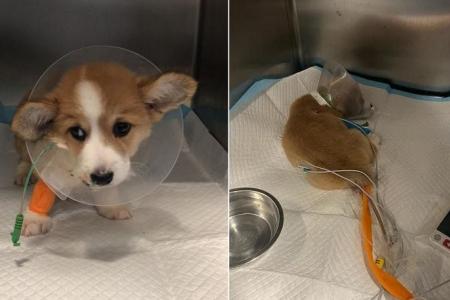 Owner traumatised by death of corgi puppies, AVS investigating