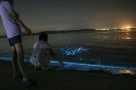 Blue glow in waters off eastern S'pore shoreline will last for 2 to 4 more days: Marine biologist