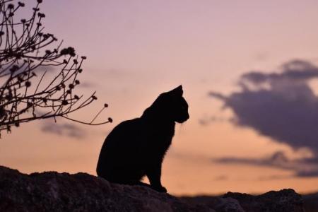 150 cats found dumped in UAE desert, say rights group
