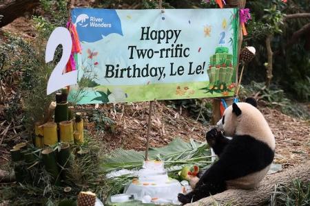 Fans turn up at River Wonders to celebrate S’pore-born panda Le Le’s 2nd birthday