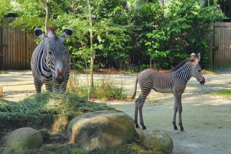 Meet Izara, Singapore Zoo's new zebra foal