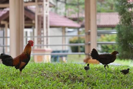Measures to reduce chicken population in Sin Ming effective so far