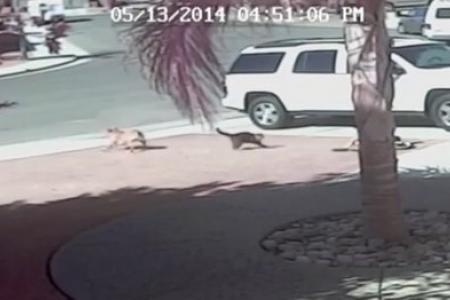 Cat saves young boy from vicious dog attack