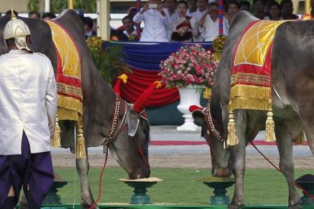 Cambodia’s royal oxen predict ‘quite good’ harvest