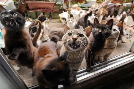 Cat lovers, add this to your bucket list