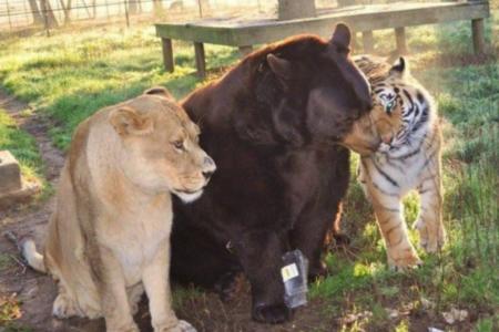 Bear, lion and tiger form an unlikely, lasting friendship. Awwwwww