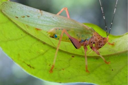 VIDEO: Grasshopper swarm so large it appears on weather radar