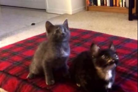 Is this for real? Two cats synchronise their dance moves