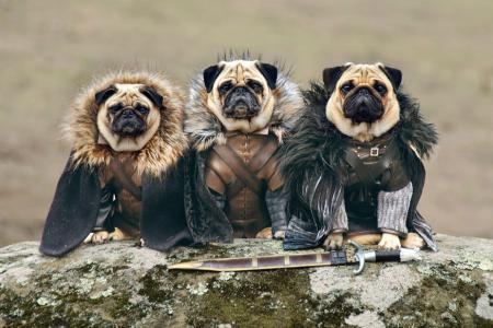 Too cute! Pugs as Game of Thrones stars